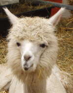 Image of Alpaca