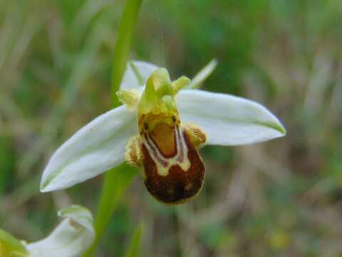 Image of Ophrys apifera var. laetitiae Klaver