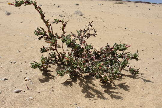 Image of Oenothera coquimbensis C. Gay