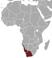 <span class="translation_missing" title="translation missing: en.medium.untitled.map_image_of, page_name: Karoo Round-eared Elephant Shrew">Map Image Of</span>