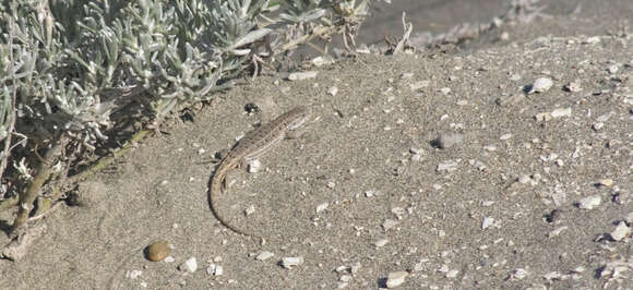 Image of Darwin's Tree Iguana