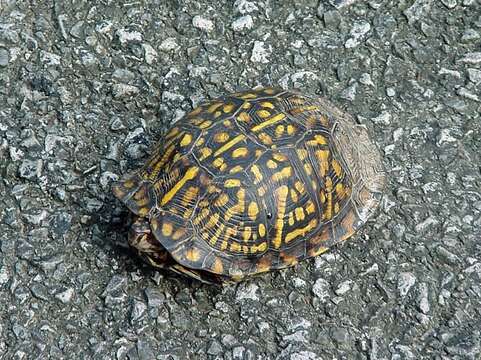 Image of American Box Turtle