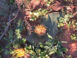 Image of Common Hedgehog Lily
