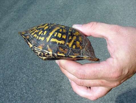 Image of American Box Turtle