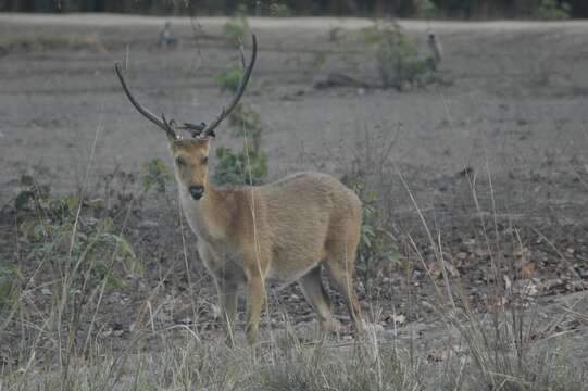 Image of Rucervus duvaucelii branderi Pocock 1943