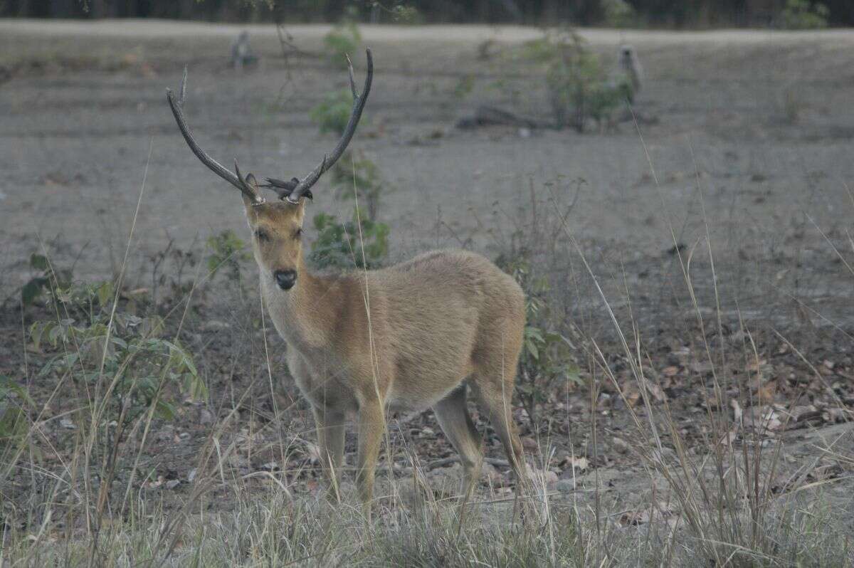 Rucervus duvaucelii branderi Pocock 1943的圖片