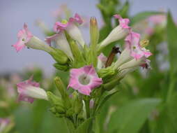 Image of cultivated tobacco