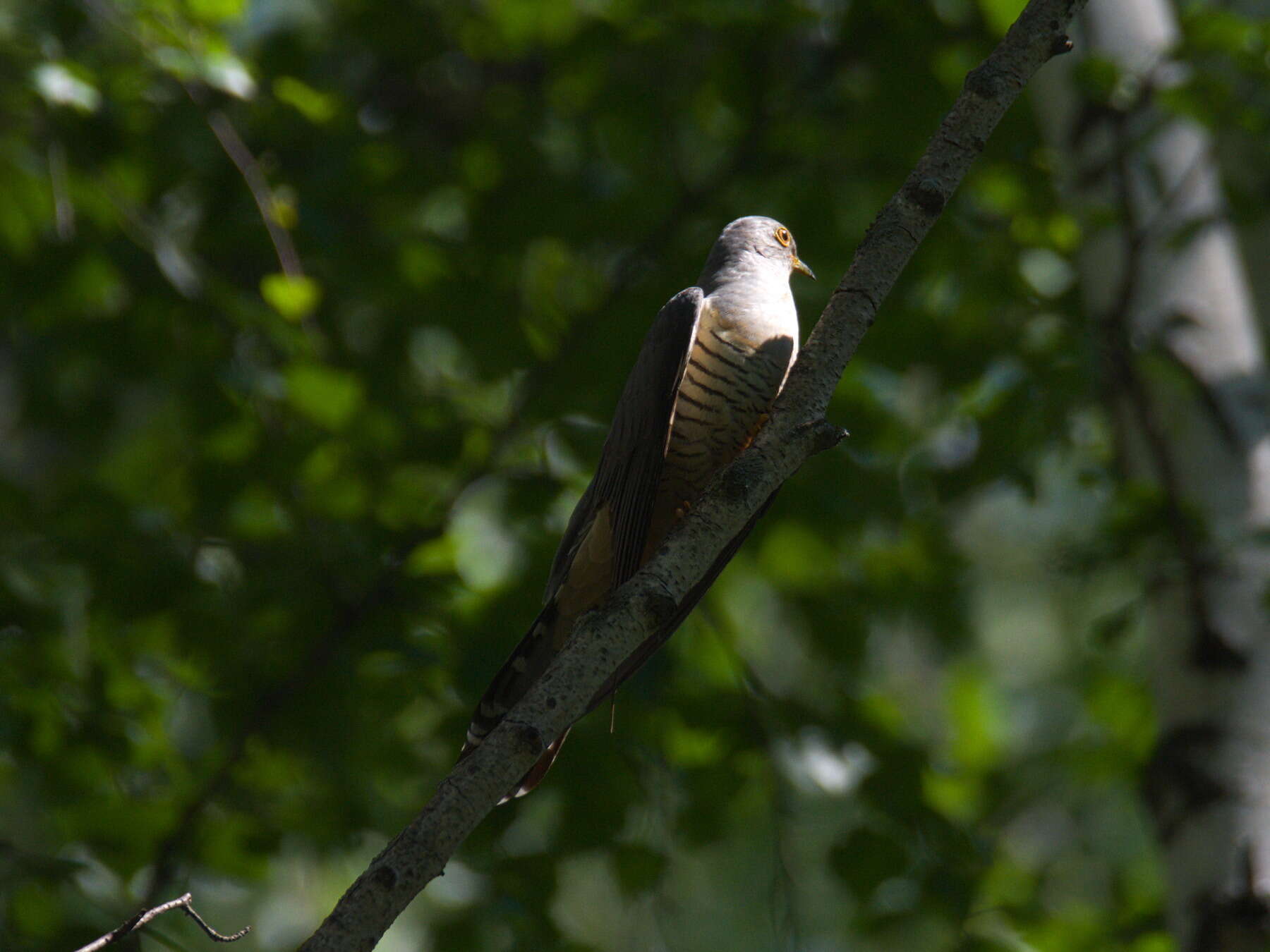 Image of Oriental Cuckoo