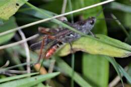 Plancia ëd Chorthippus (Glyptobothrus) mollis subsp. ignifer Ramme 1923