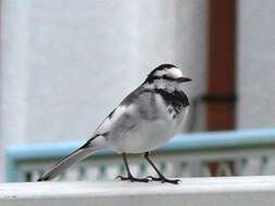 Image of Pied Wagtail and White Wagtail