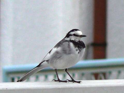 Image of Pied Wagtail and White Wagtail