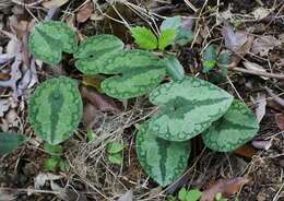 Image of Asarum nipponicum Maekawa