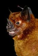 Image of Greater Spear-nosed Bat