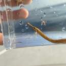 Image of Sargassum Pipefish