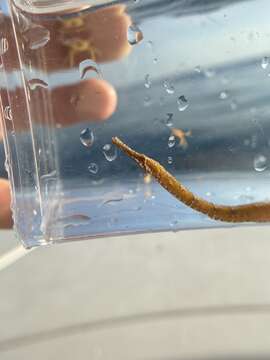 Image of Sargassum Pipefish