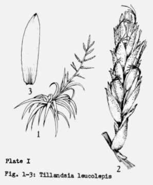 Image of Tillandsia leucolepis L. B. Sm.