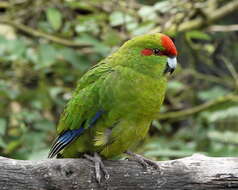 Image of Red-crowned Parakeet