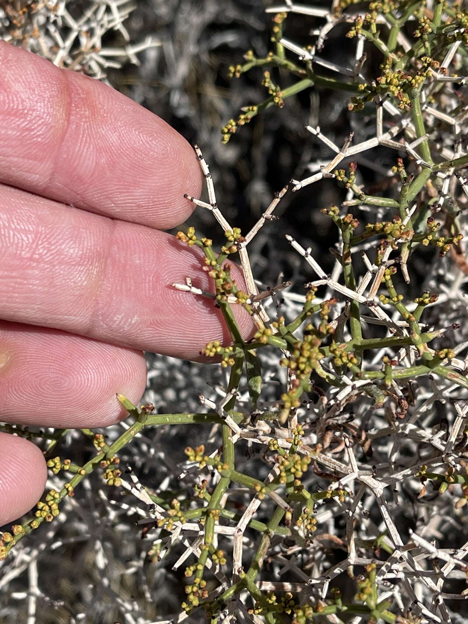 Imagem de Eriogonum heermannii var. sulcatum (S. Wats.) Munz & Reveal