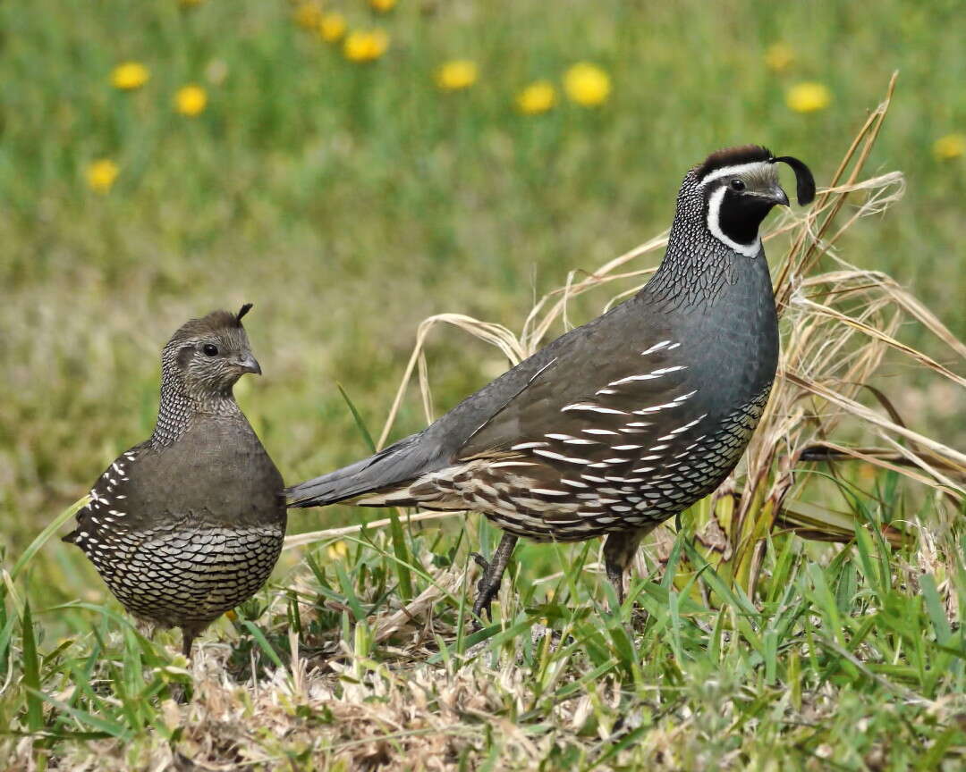 Image of Callipepla Wagler 1832