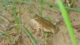 Image of Common Lesser Toad