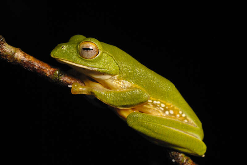 Image of Parachuting frog