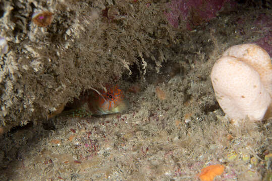 Image of Portuguese Blenny