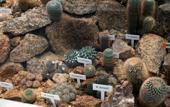 Image of Mammillaria crinita DC.