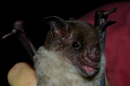 Image of Lesser Spear-nosed Bat