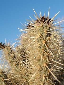 Image of buckhorn cholla