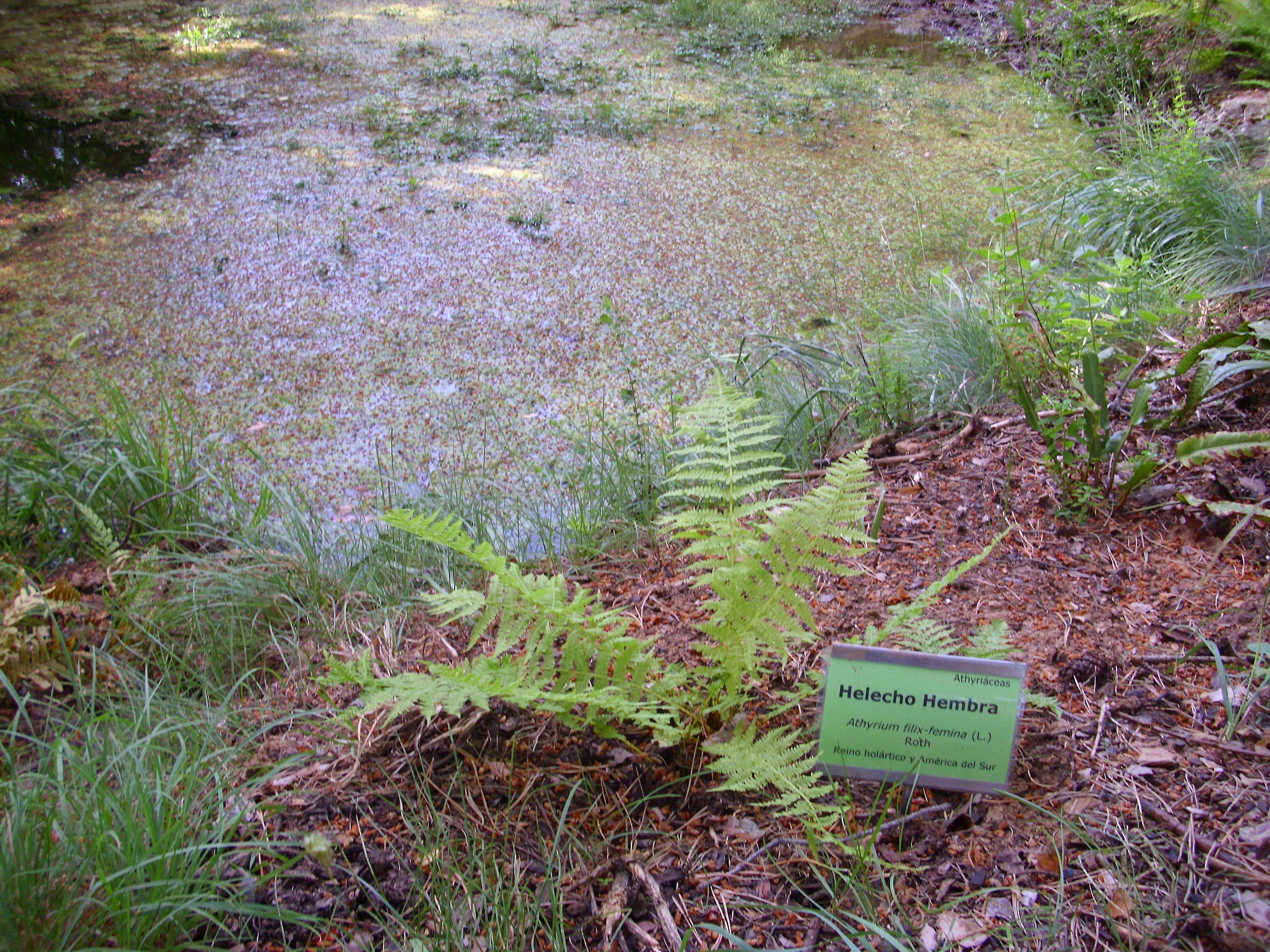 Image of Lady-fern