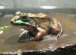 Image of Green Frog