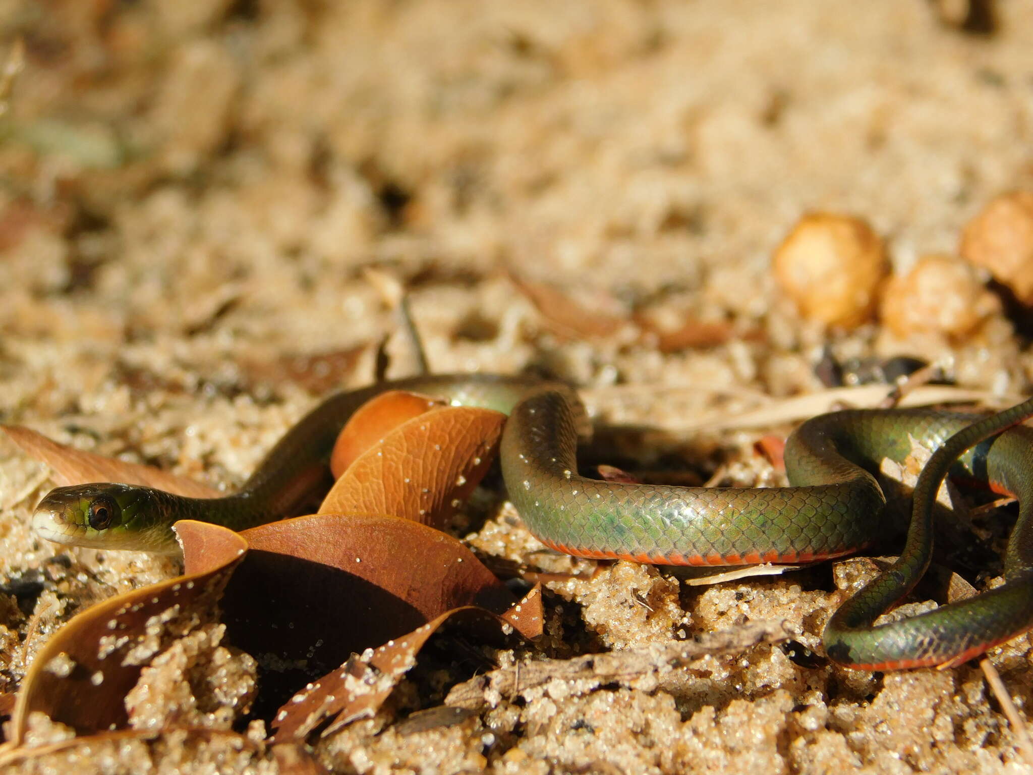 Erythrolamprus jaegeri (Günther 1858) resmi