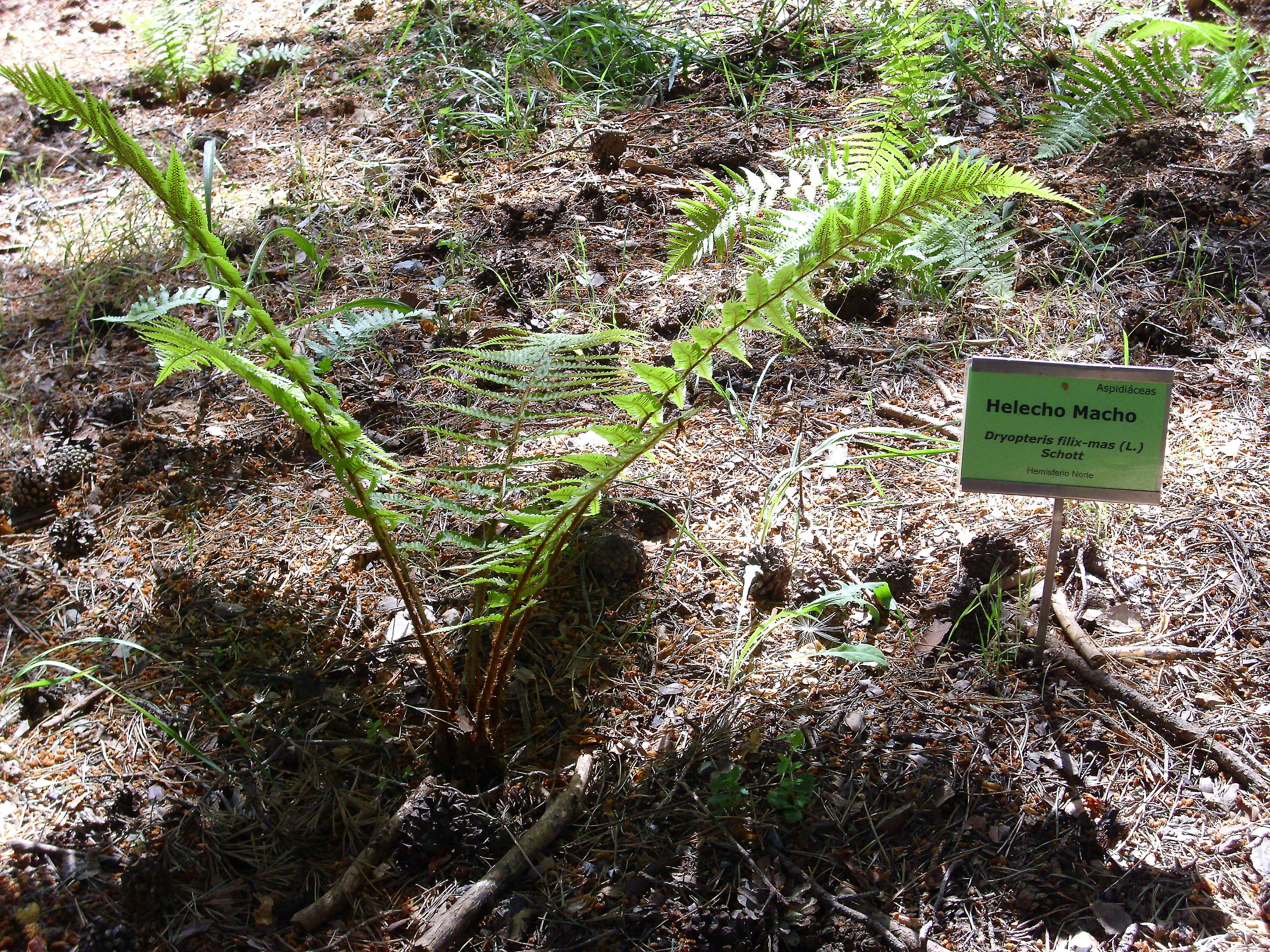 Image of male fern