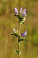 Imagem de Campanula glomerata subsp. farinosa (Rochel ex Besser) Kirschl.