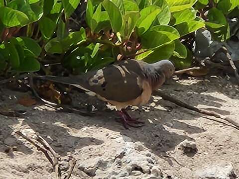 صورة Zenaida macroura clarionensis (Townsend & CH 1890)