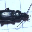 صورة Pterostichus (Pseudomaseus) anthracinus (Illiger 1798)