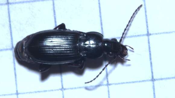 Image de Pterostichus (Pseudomaseus) anthracinus (Illiger 1798)