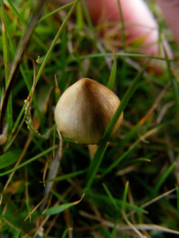 Plancia ëd Psilocybe semilanceata (Fr.) P. Kumm. 1871