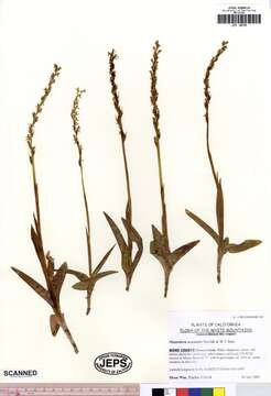 Image of Intermountain Bog Orchid