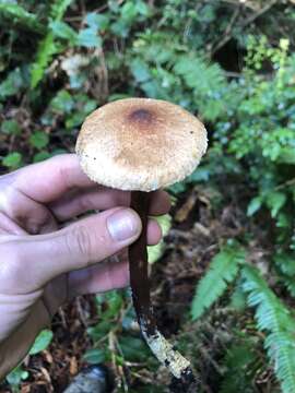 Image of Tricholoma aurantio-olivaceum A. H. Sm. 1944