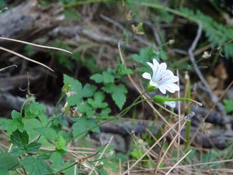 Image of Pencilled Crane's-bill