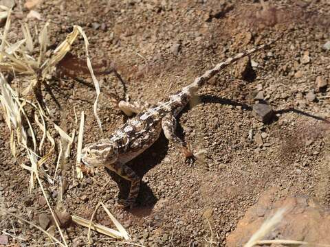 Image of Agama aculeata aculeata Merrem 1820