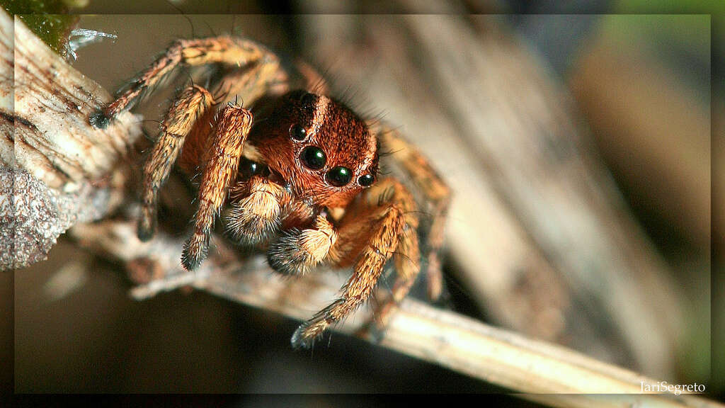 Image of Phlegra fasciata (Hahn 1826)