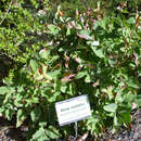 Image of Paeonia coriacea