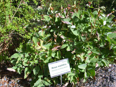 Image of Paeonia coriacea