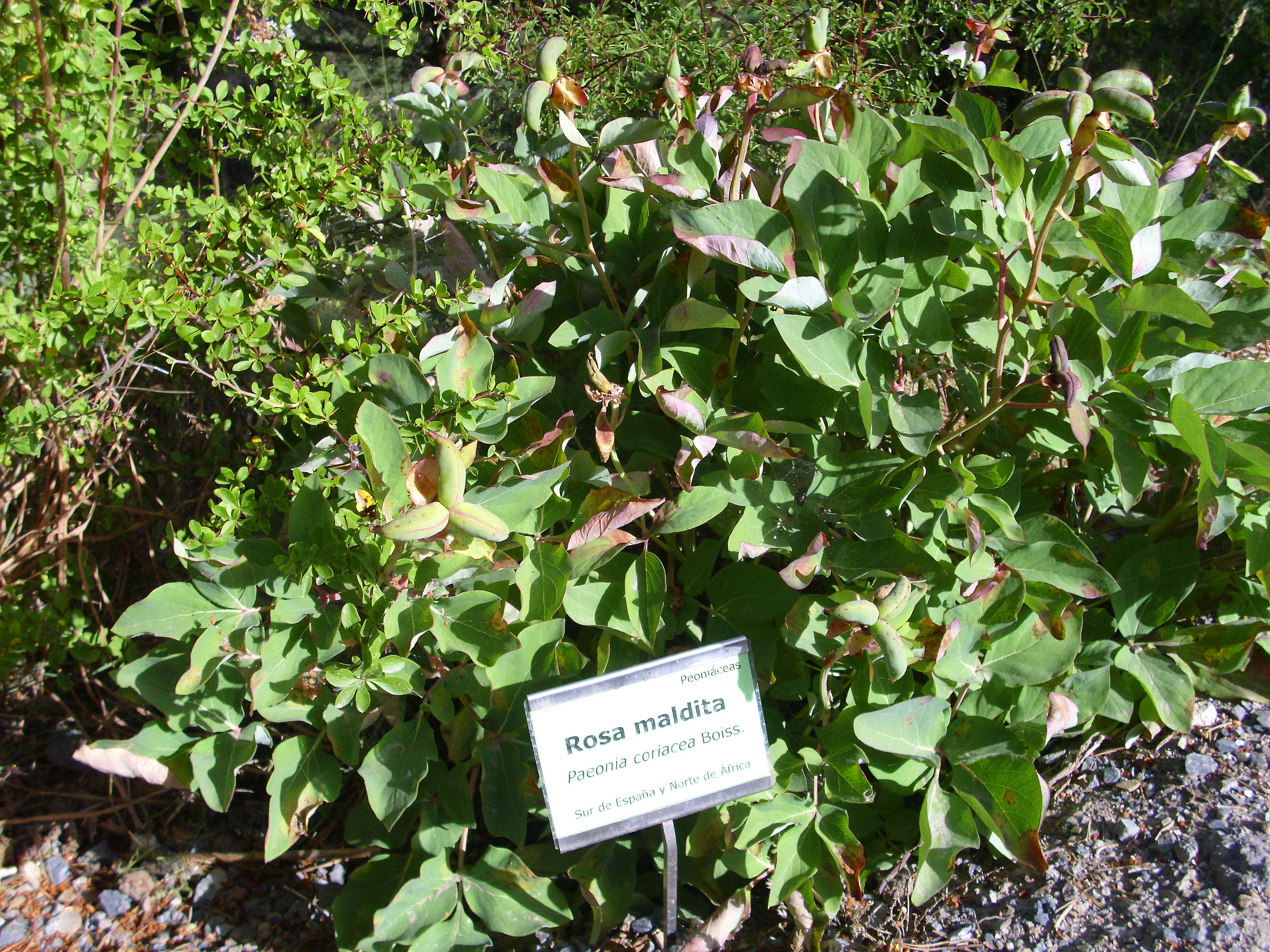 Image of Paeonia coriacea