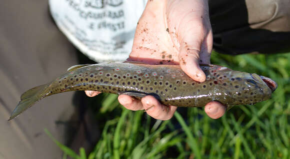 Image of Salmo trutta fario Linnaeus 1758