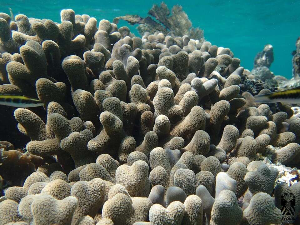 Image of Finger Coral