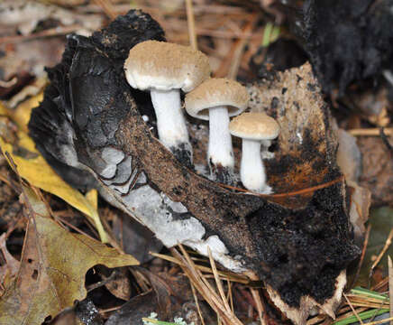 Image of Powdery Piggyback mushroom