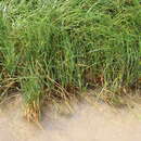 Image of Dense-Flower Cord Grass